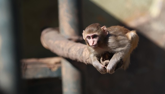 Uyuşturucu şüphelilerinin elinden kurtulan maymun, yetimler barınağında