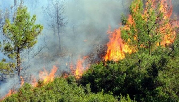 Balıkesir'de orman yangını