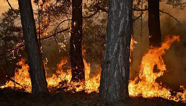 Ormanlar için ekolojik denge uyarısı