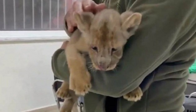Yavru aslana el konuldu