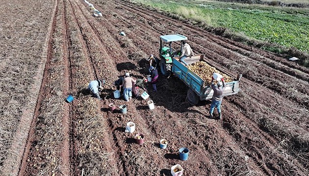 Patates hasadında yoğun mesai