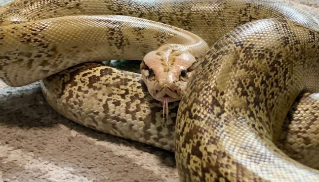 Tayland'da 4 metrelik pitonun sardığı kadın, 2 saat boyunca kurtarılmayı bekledi