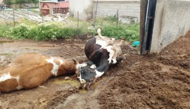 Yıldırım faciası! 2 inek taş kesildi