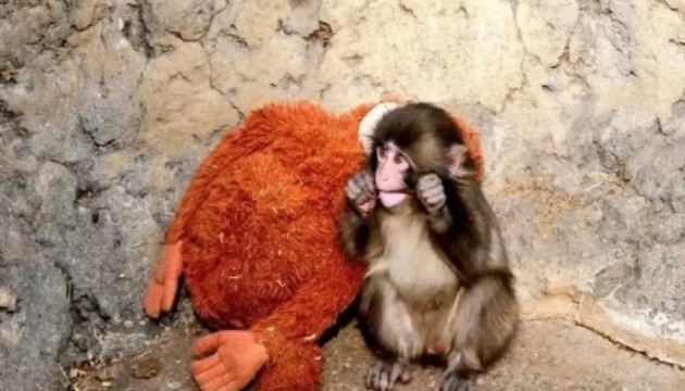 Punch'ın oyuncağı satış rekoru kırdı