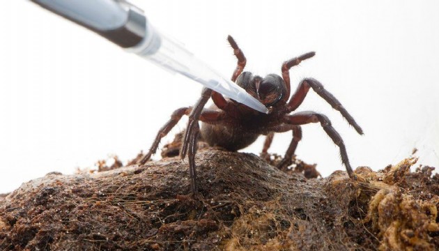 Örümcek zehrinden kalp krizi ilacı geliştirdiler