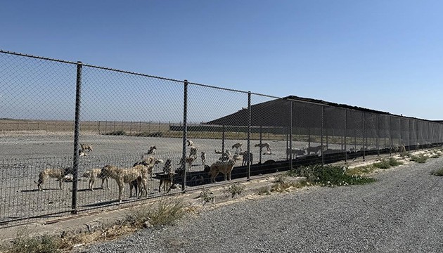 Sahipsiz hayvanlar için adım