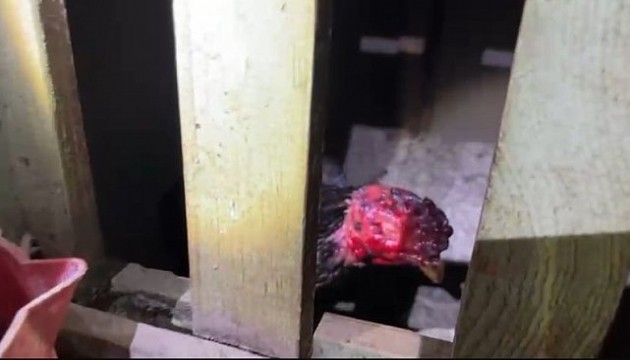 Sakarya'da horoz dövüştürenlere rekor para cezası!
