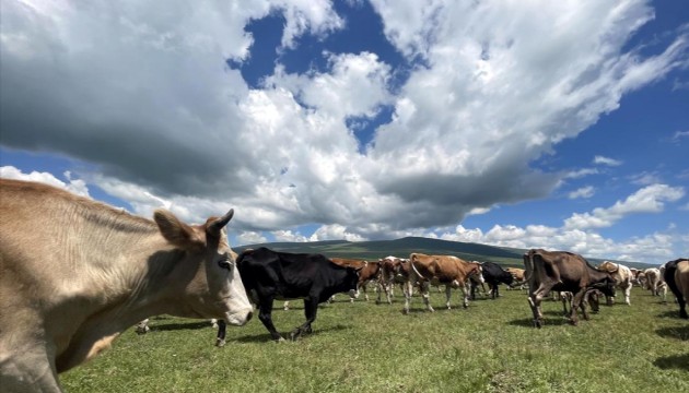 Tunceli'nin bazı köylerinde şap karantinası başlatıldı