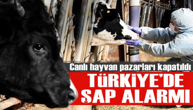 Türkiye'de şap alarmı: Canlı hayvan pazarları kapatıldı!