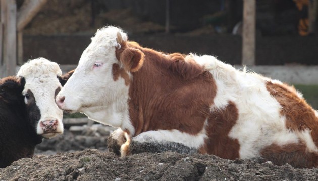Bolu'da 18 köy ve 4 mahalle şap nedeniyle karantinada