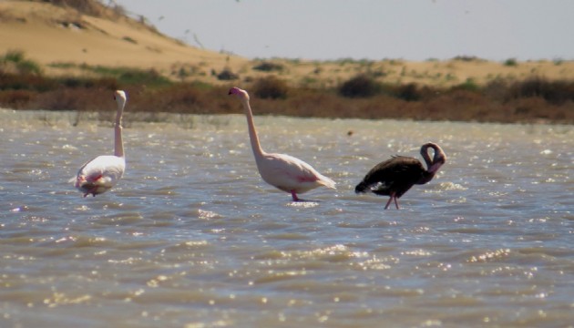 Nadir görülen siyah flamingo tekrar Türkiye'de!