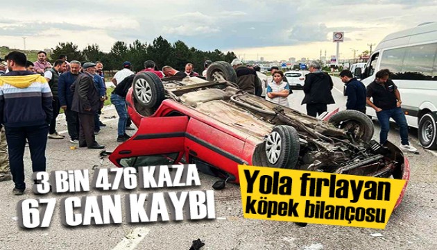 Başıboş köpekler 3 bin 476 trafik kazasına neden oldu