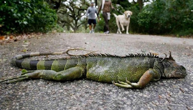 ABD' de yetkililer uyardı: Gökten iguana yağabilir