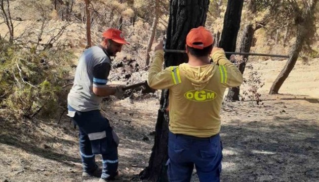 Sakarya'da yanan ormanlık alanlar yeniden yeşillendiriliyor