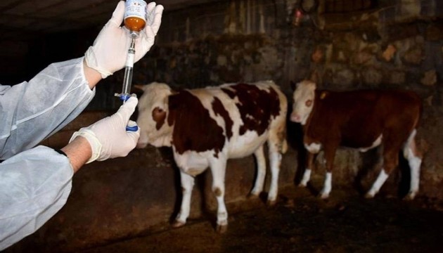 Bakanlık'tan şap hastalığı açıklaması