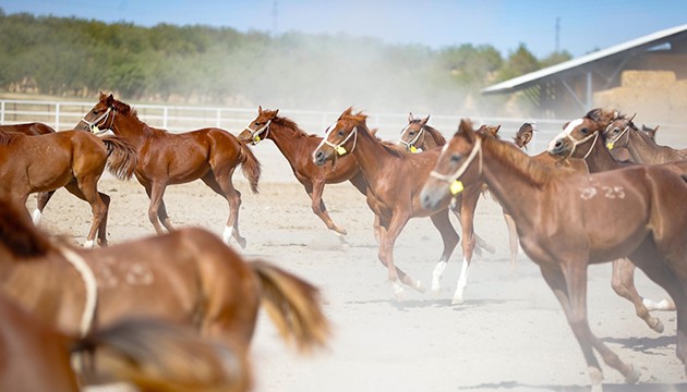 110 safkan tay dünyaya geldi
