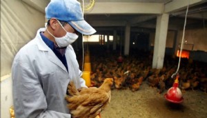 Kuş gribi Covid-19'dan daha tehlikeli olabilir!