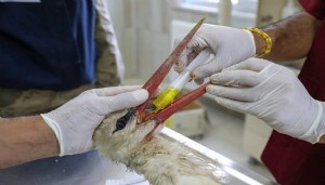 11 bin yaban hayvanı tedavi edildi