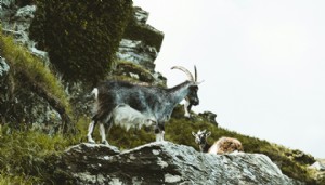 Yaban keçisi avlayan kişiye dev ceza