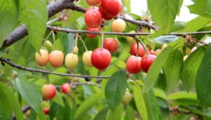 İlk kiraz hasadı yapıldı