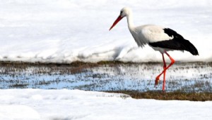 Baharın müjdecileri Kars'a geldi