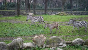 Bursa'da zebra sayısı arttı