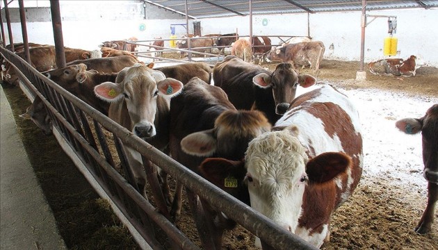 Zonguldak'ta 120 köye “şap” karantinası