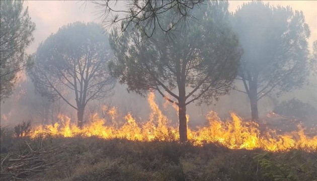 Yalova’da orman yangını