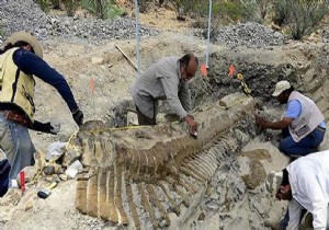 174 milyon yıllık dinozor fosili bulundu