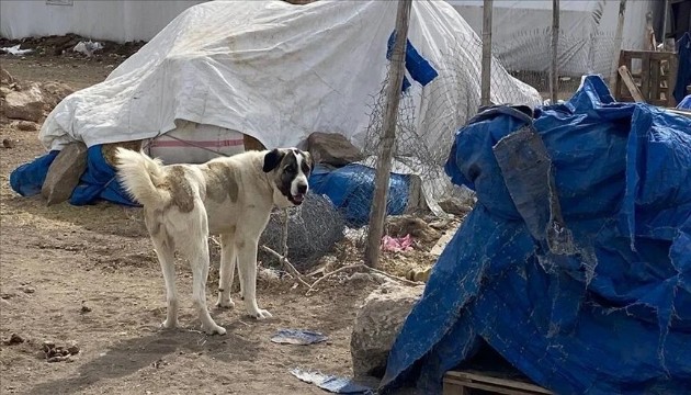 Çoban köpeklerinin saldırısına uğrayan kadın öldü!