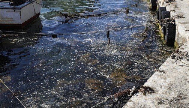 Beykoz sahilinde deniz yüzeyinde müsilaj görüldü