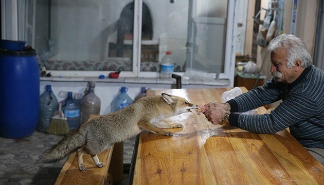 Merdo isimli tilkiyi elleriyle besliyor
