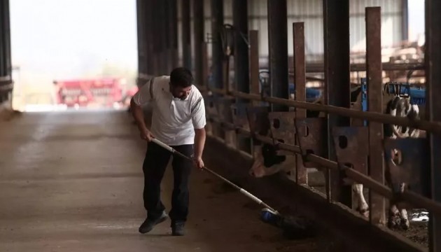 Kendini döndürebilen çiftlikle ucuz etin sırrını keşfettiler