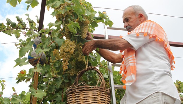 Margaz üzümünde hasat mesaisi