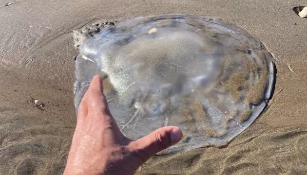 Zehirli denizanaları sahile vurdu