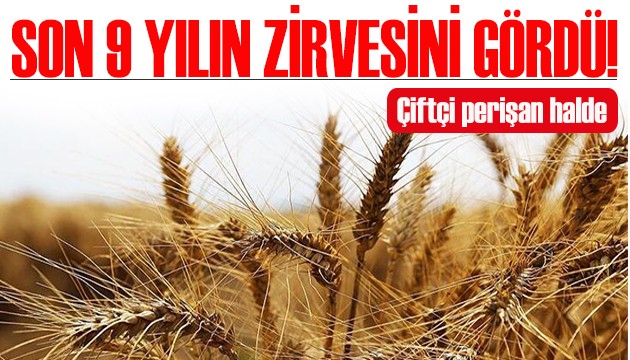 Buğday fiyatları zirvede! Çiftçi isyanda