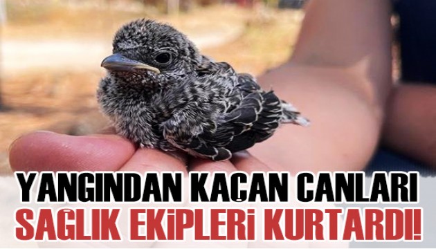 Yangından kaçan hayvanlar sağlık ekibi tarafından kurtarıldı!