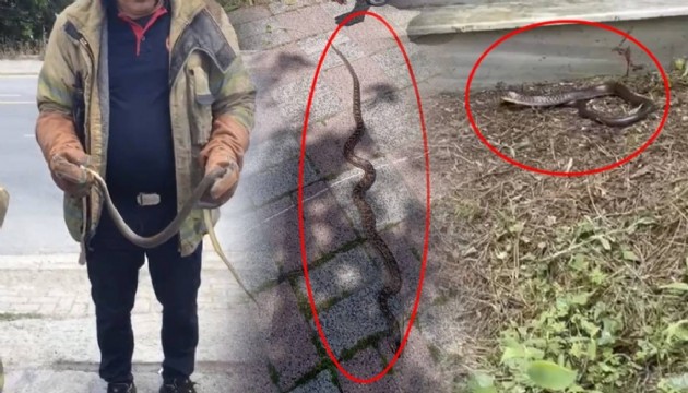 İstanbul’da yılan endişesi: Uzmanlardan hayati uyarı!