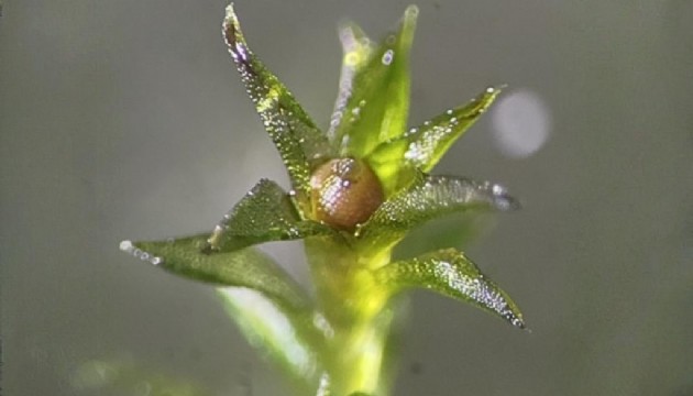 Yosunlar uzayda 9 ay hayatta kaldı