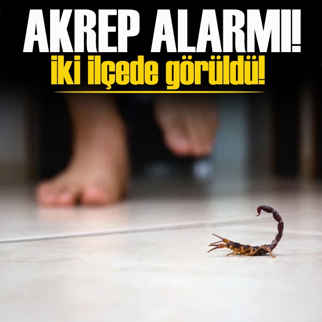 İstanbul'da 'Akrep' alarmı: Yüksek katlı evlerde bile görüldü