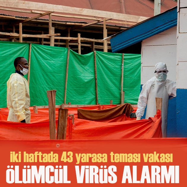 İki haftada 43 yarasa teması vakası: Ölümcül virüs alarmı