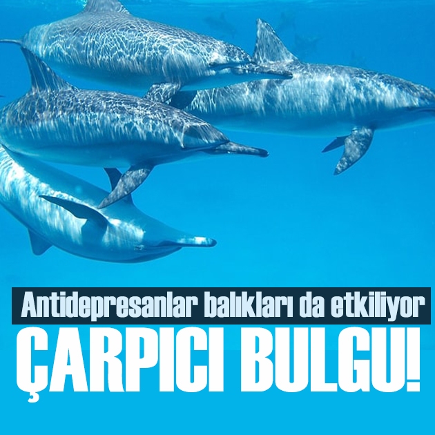 İnsanların kullandığı antidepresanlar balıkları da etkiliyor