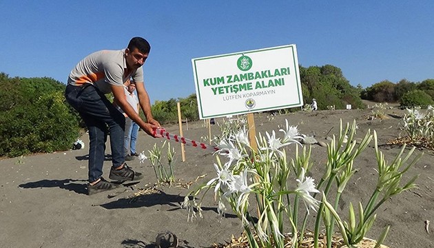 Koparılması yasak olan zambaklara sıkı koruma