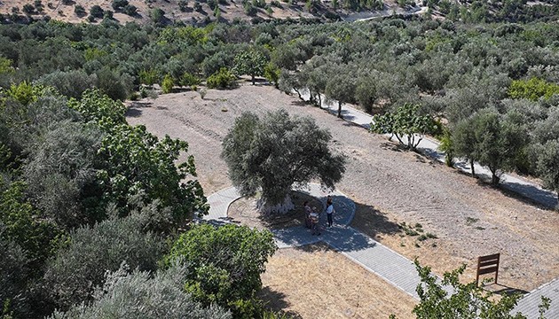 1316 yaşındaki anıt ağaç zeytin vermeye devam ediyor